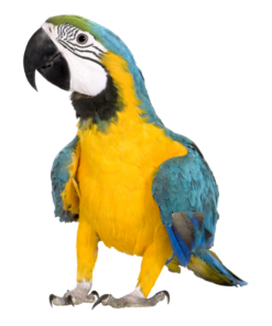 Ptaki
